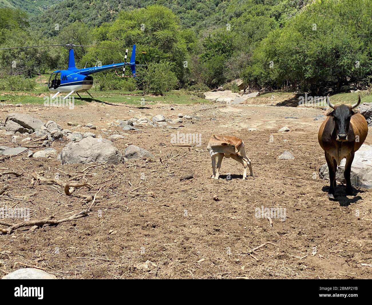 Dieser Hubschrauber musste einen außerplanmäßigen Halt in der Wildnis machen und landete zwischen Bäumen und Büschen. Stockfoto