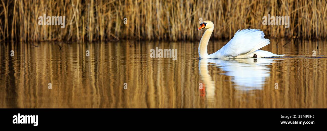 Einzelner Schwan bei Sonnenaufgang, goldenes Wasser an den Himmelsseen Plothen Deutschland Stockfoto