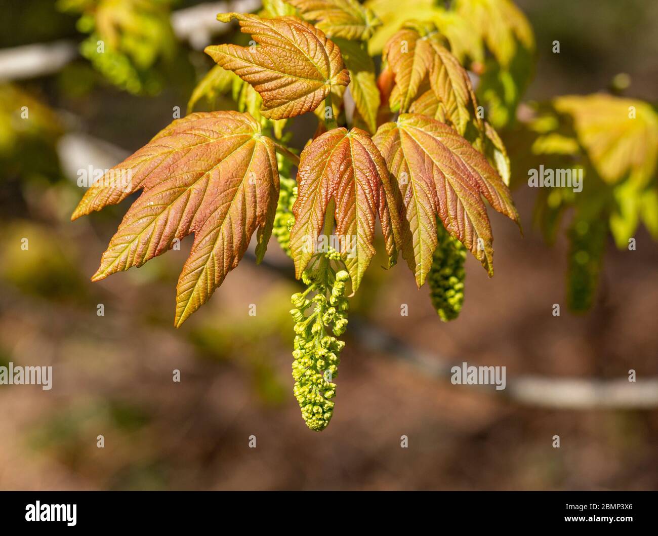 Makro Nahaufnahme Sycamore Baum blüht und Blätter im Frühjahr, Acer pseudoplatanus, Großbritannien Stockfoto