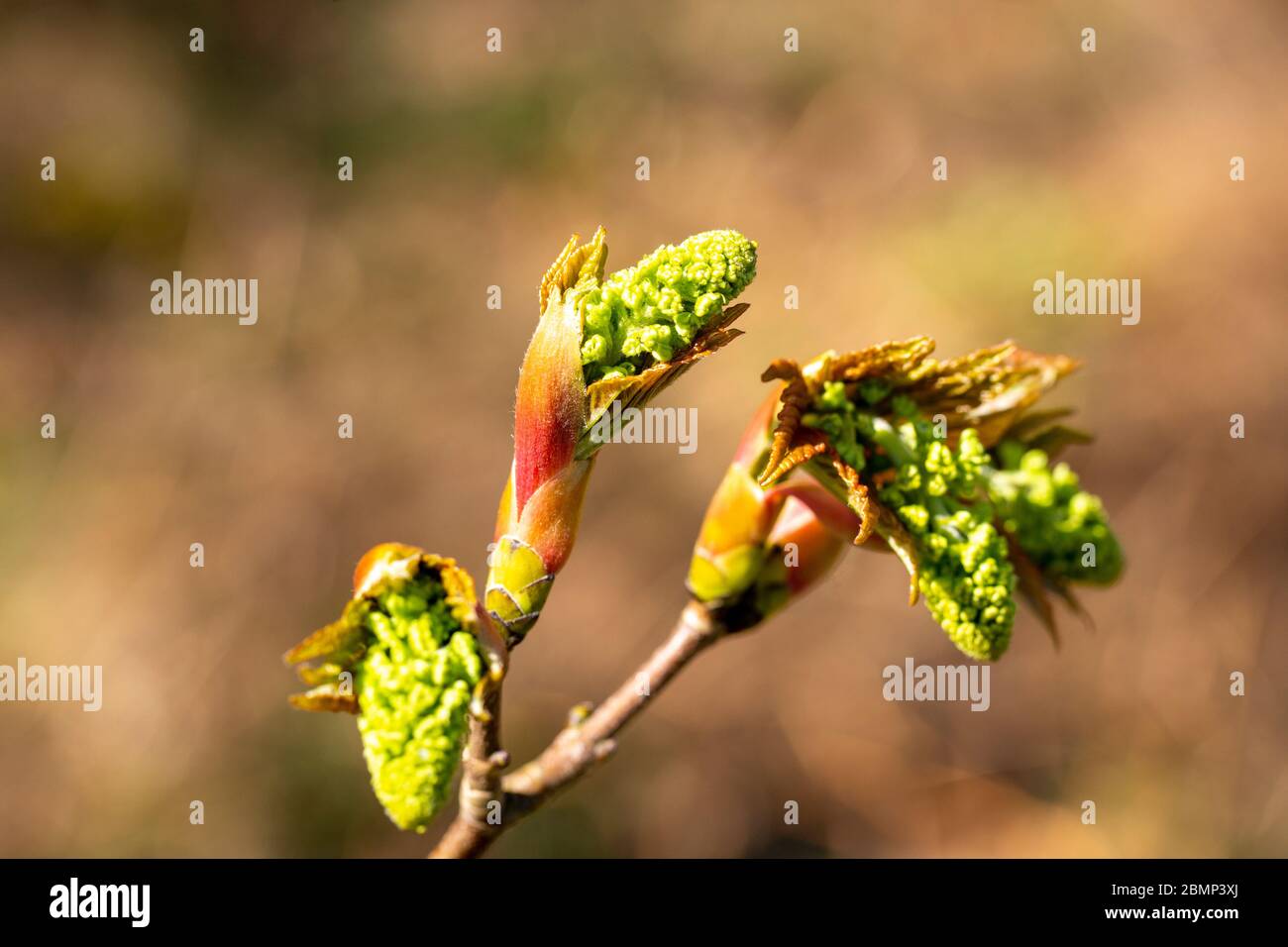 Makro Nahaufnahme Sycamore Baum Blüten und Blätter im Frühjahr, Acer pseudoplatanus, Großbritannien Stockfoto