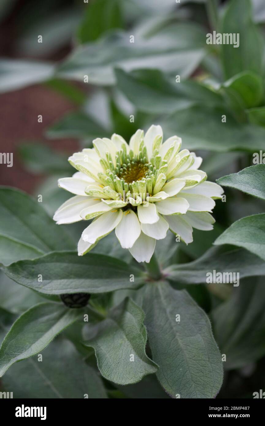 Zinnia Zahara Double Weiße Blume. Stockfoto