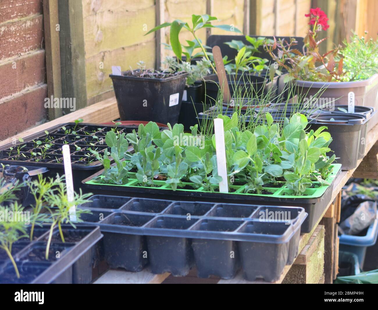 Eine Blumenbank bietet einen Arbeitsplatz zum Ausstechen von Sämlingen und zum Aufbewahren von Schalen mit Gemüse- und Blumensamen. Stockfoto