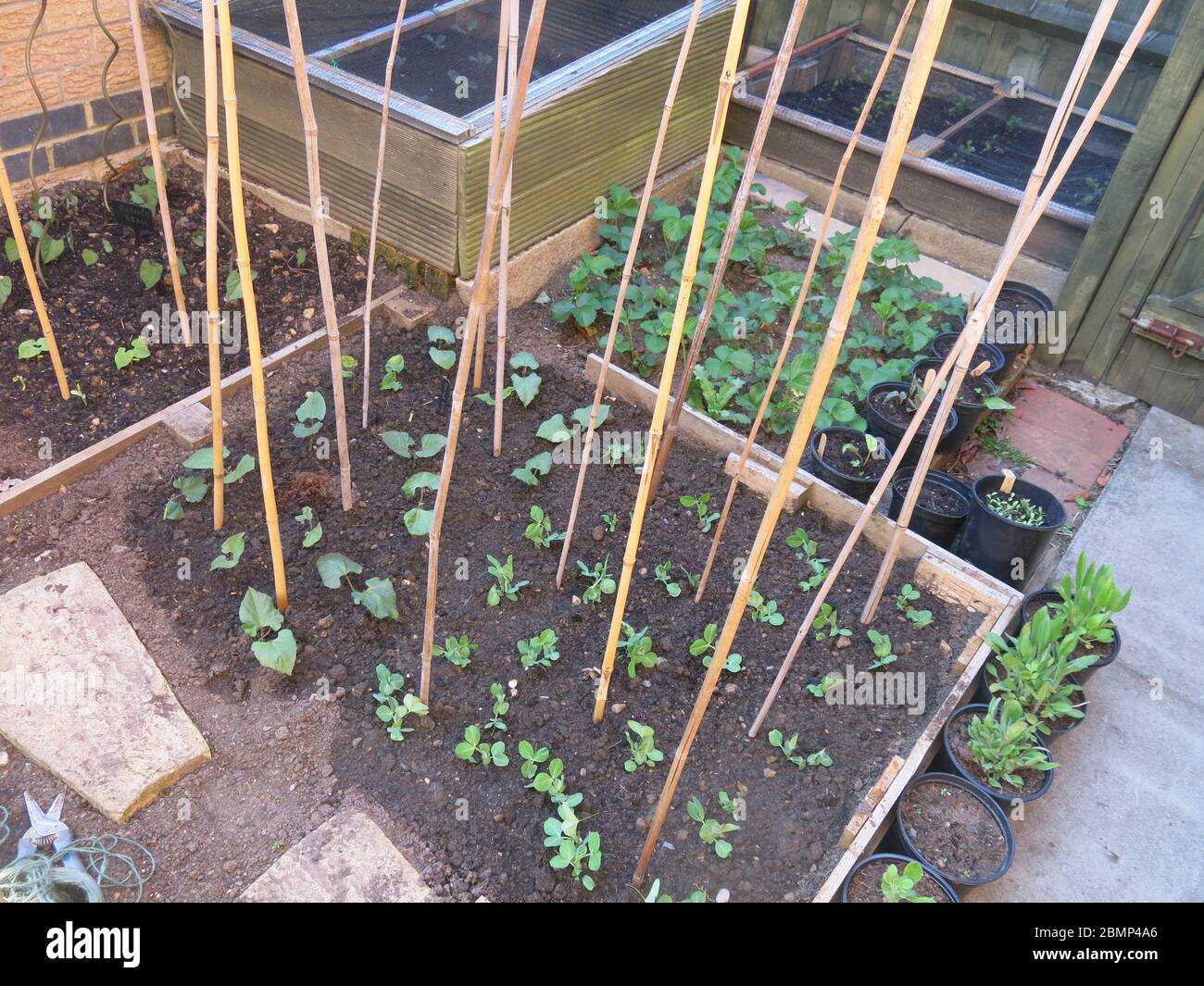 Ein kleines Gemüse Grundstück mit erhöhten Betten; junge Bohnenpflanzen und Mähne tout wurden mit Bambusstöcken gepflanzt, um Unterstützung zu bieten, wie die Pflanzen größer werden Stockfoto