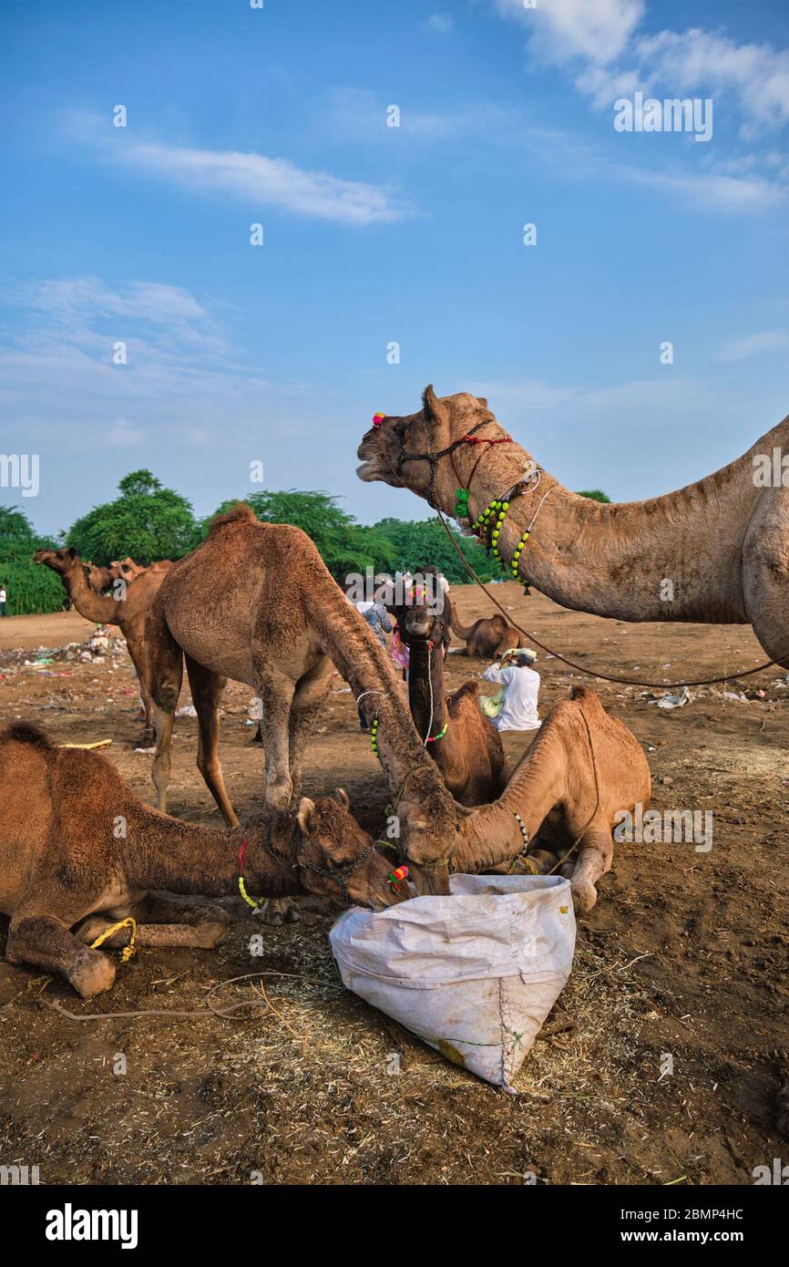 Kamele bei Pushkar Mela Pushkar Kamel Fair, Indien Stockfoto