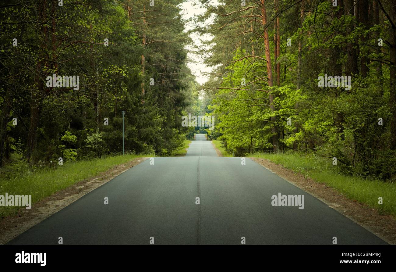 Gerade, gewellte Straße durch einen Wald Stockfoto