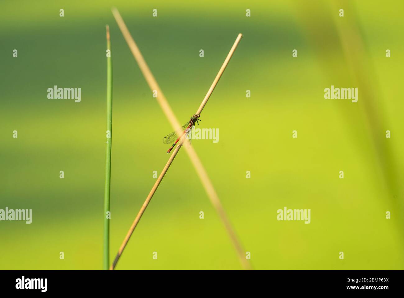 Reife Pyrrhosoma Nymphula (große rote Damselfliege) Männchen auf dem Gras Stockfoto