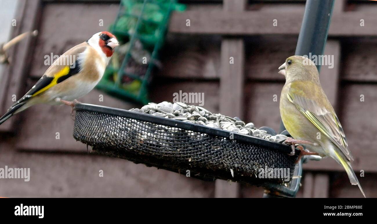 Ein Grünfink und ein Goldfink halten eine enge Beobachtung auf einander an beiden Seiten eines Sonnenblumensaat Vogelfutter. Stockfoto