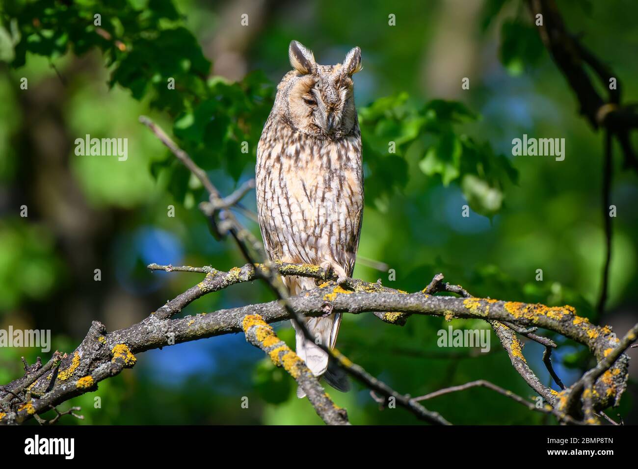 Eule mit langen Ohren im Wald, auf Baumstamm im Wald Lebensraum sitzend. Schönes Tier in der Natur Stockfoto