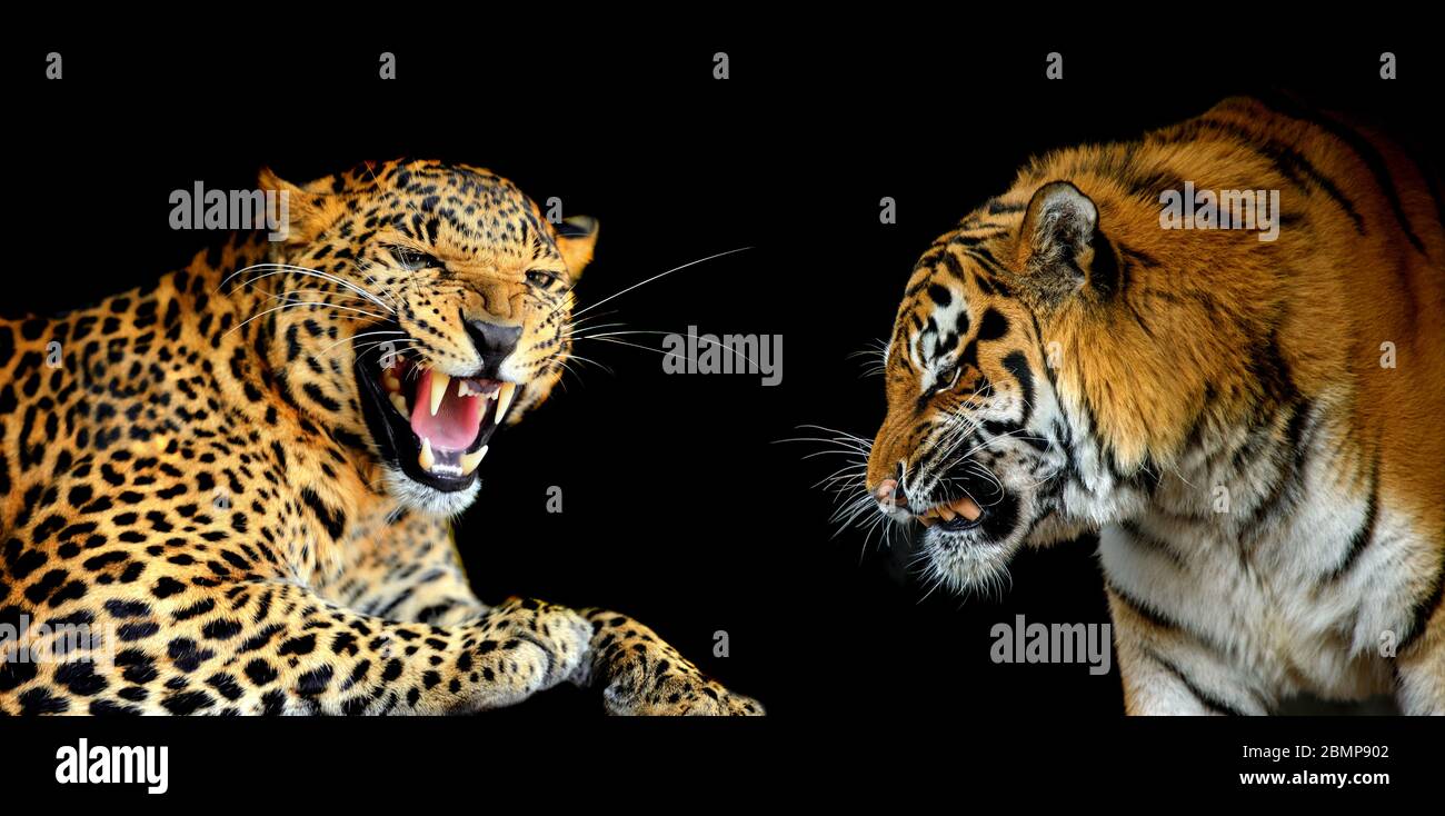 Leopard Gegen Tiger Portrats Von Zwei Grossen Wildkatzen Auf Schwarzem Hintergrund Stockfotografie Alamy