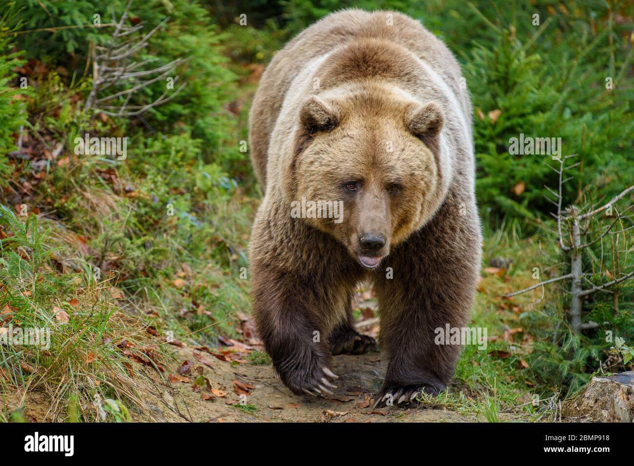 Nahaufnahme großer Braunbär im Wald. Gefährliches Tier in natürlicher Umgebung. Wildlife-Szene Stockfoto