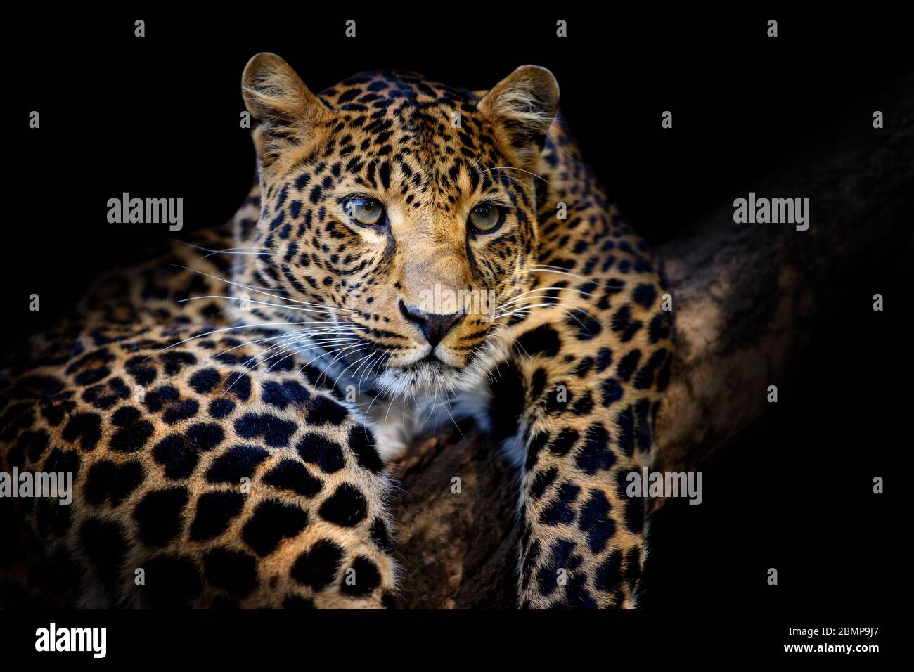 Nahaufnahme schöne böse großen Leoparden isoliert auf schwarzem Hintergrund Stockfoto