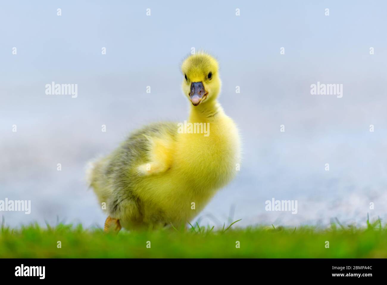 Niedliches kleines häusliche Küken im grünen Gras. Baby Tier auf der Wiese im Frühling. Bauernhof-Thema Stockfoto