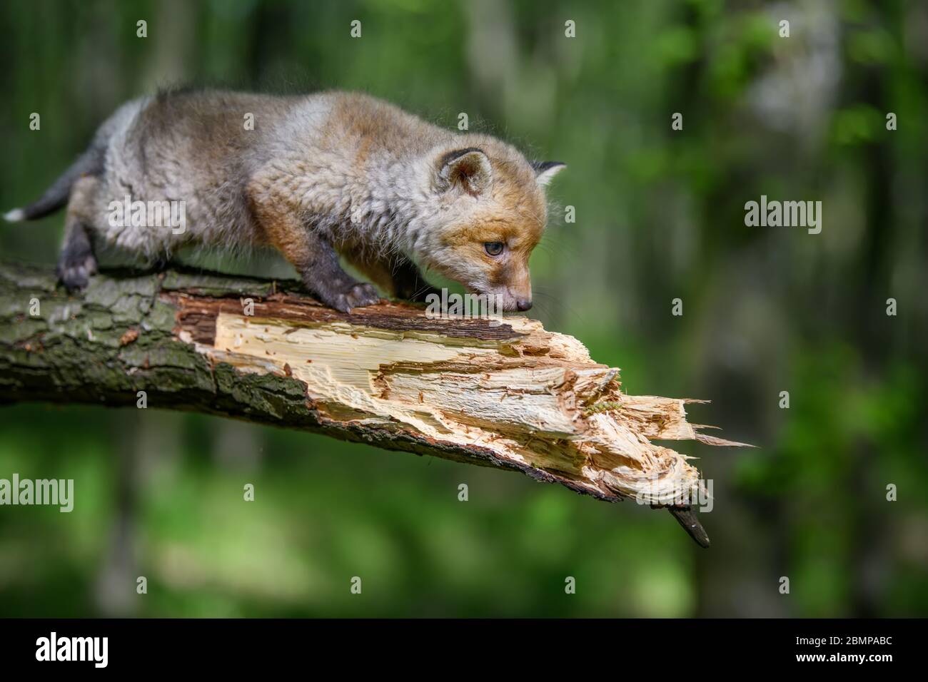 Rotfuchs, Vulpes vulpes, kleines junges Junge im Wald auf Ast