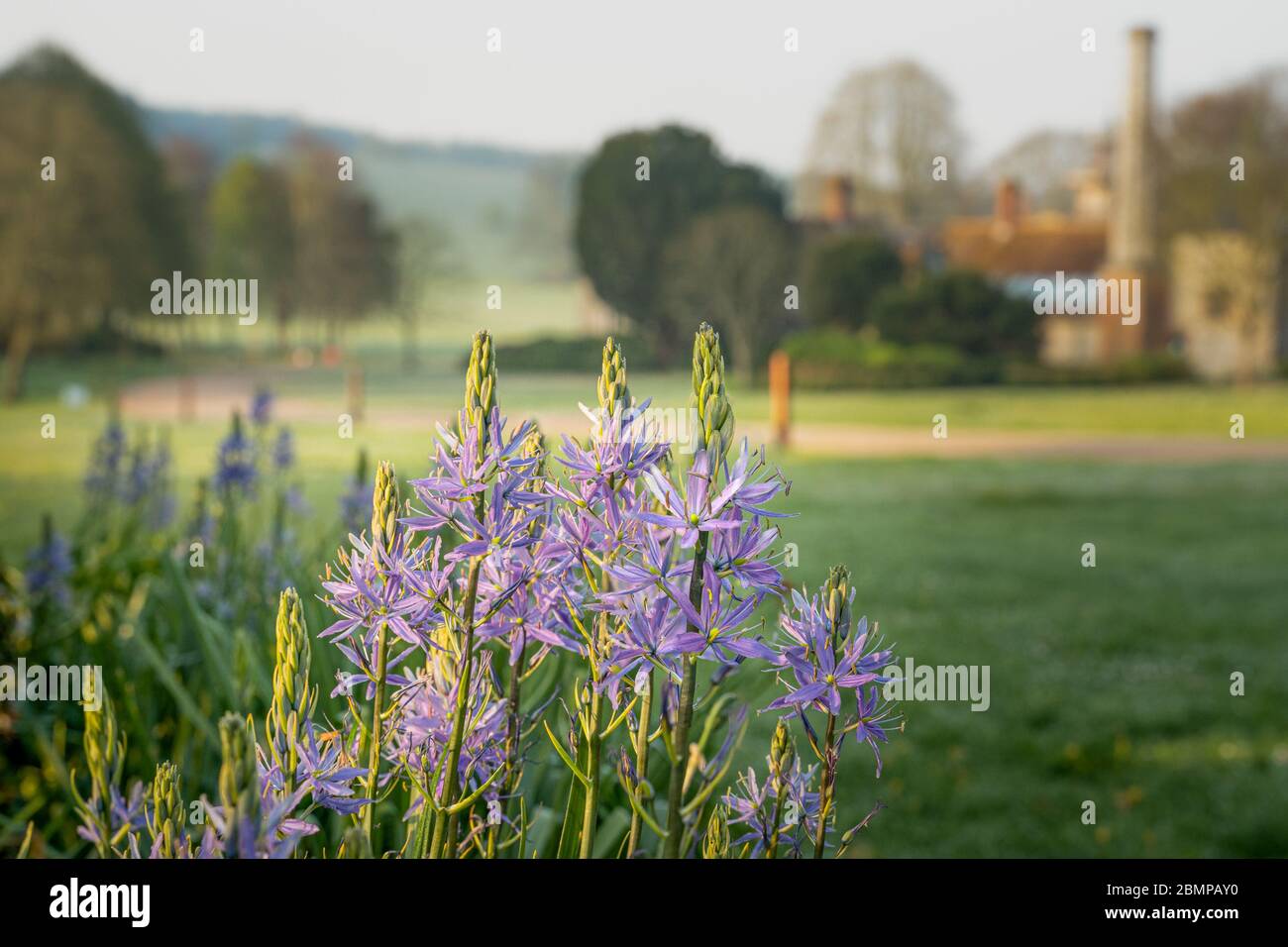 Blühende Camassia in den West Dean Gardens Stockfoto