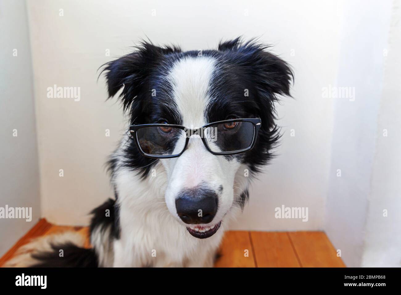 Studio-Porträt von lächelnden Welpen Hund Border Collie in Brillen auf weißem Hintergrund zu Hause. Kleiner Hund in Brille drinnen gucken. Zurück zur Schule. Cooler Nerd-Style. Lustige Haustiere Tiere Lebenskonzept Stockfoto