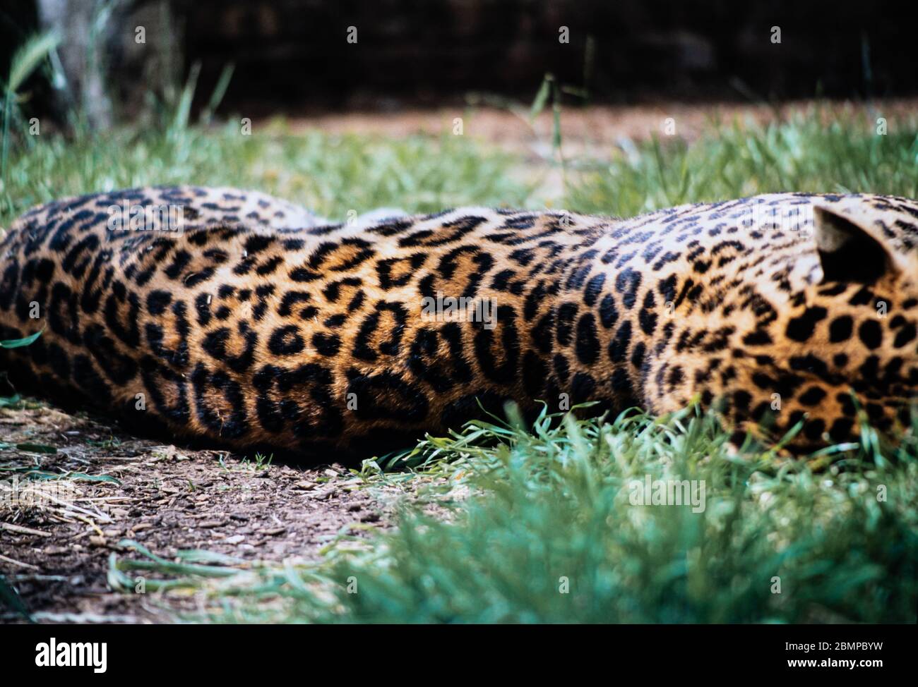 Leopard (Panthera pardus) liegt auf dem Boden und zeigt seinen Rücken Stockfoto