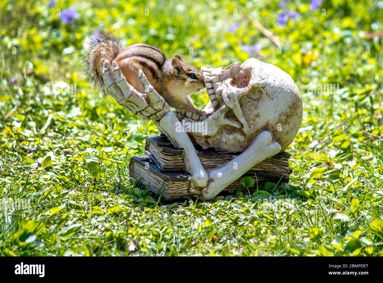 Chippmunk und schaurige Schädel- und Knochenskulptur sprechen in einem Garten zusammen Stockfoto