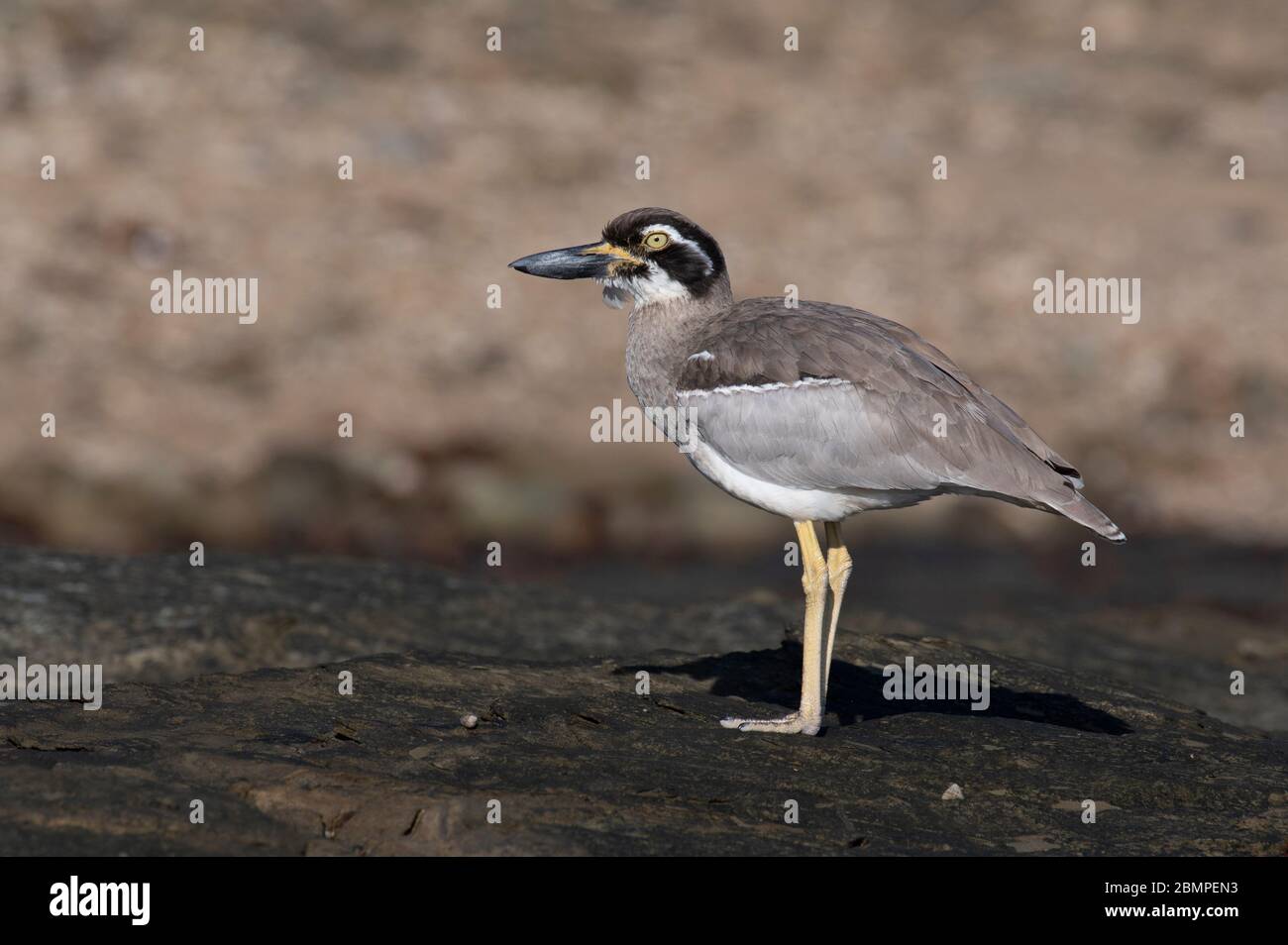 Strand Steincurlew (Esacus magnirostris) an einem felsigen Strand Stockfoto