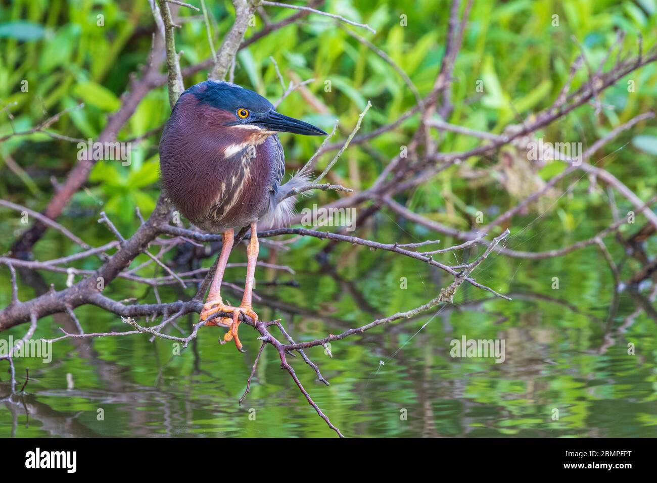 Grüner Reiher in Zuchtgefieder entlang Armand Bayou in Pasadena Texas. Stockfoto