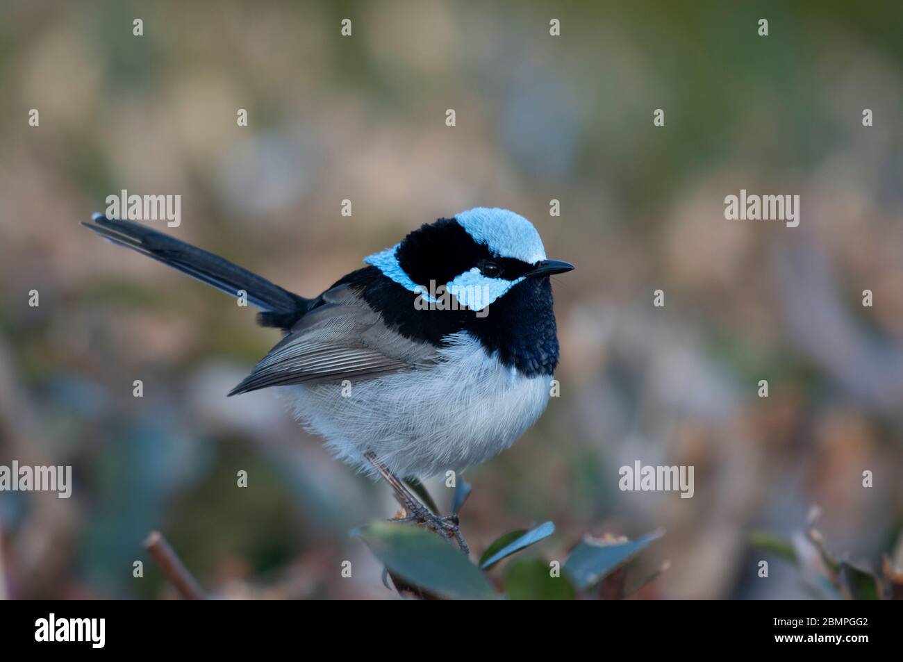 Männlich Superb Fairywren (Malurus cyaneus) auf einem Strauch thront Stockfoto