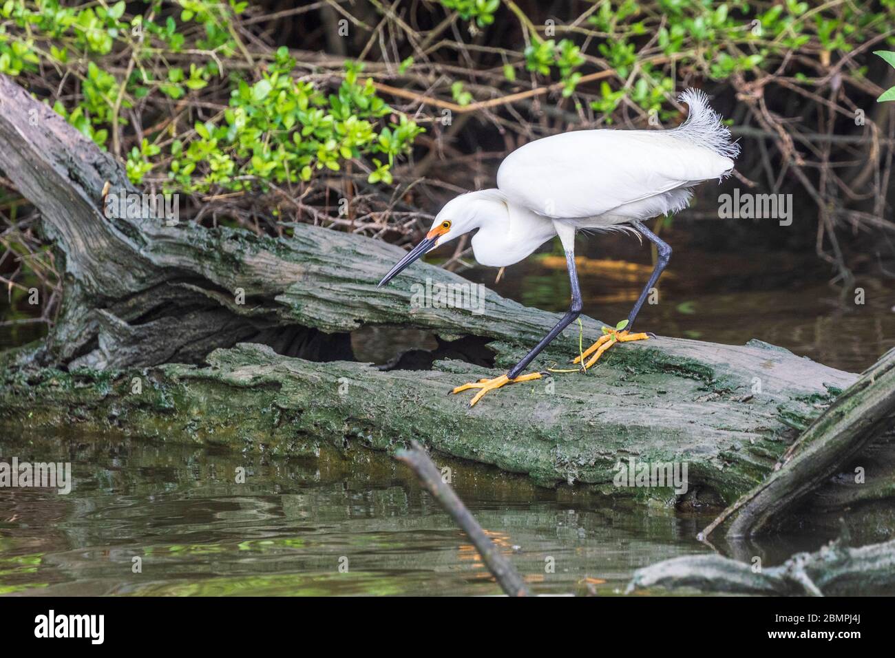 Schneegreiher in Zuchtgefieder auf Armand Bayou in Pasadena Texas. Stockfoto Schneegreiher in Zuchtgefieder auf Armand Bayou in Pasadena Texas. Stockfoto
