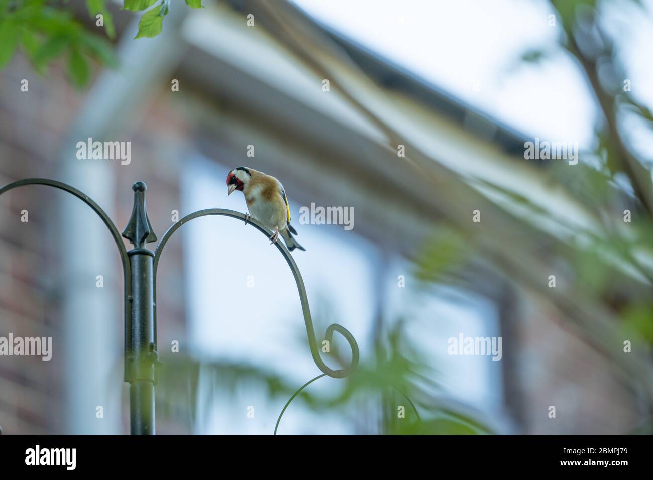 Europäischer Goldfink (Carduelis carduelis), auf einem Gartenvogelfutterhäuschen, Großbritannien Stockfoto