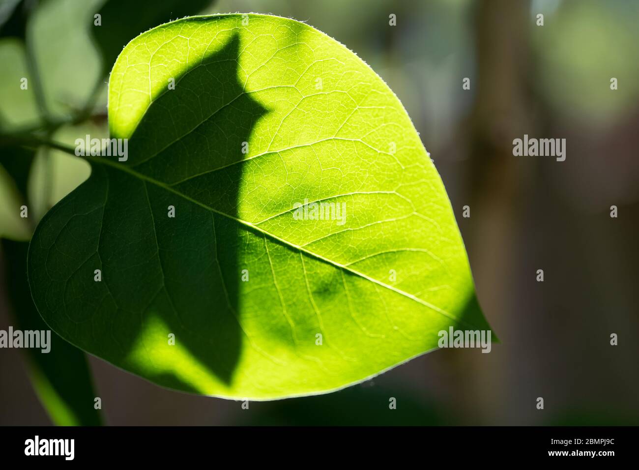 Gewöhnliches Flieder (Syringa vulgaris) Blatt hinterleuchtet, aber Sonnenlicht (Sorte 'Corondel'), Großbritannien Stockfoto