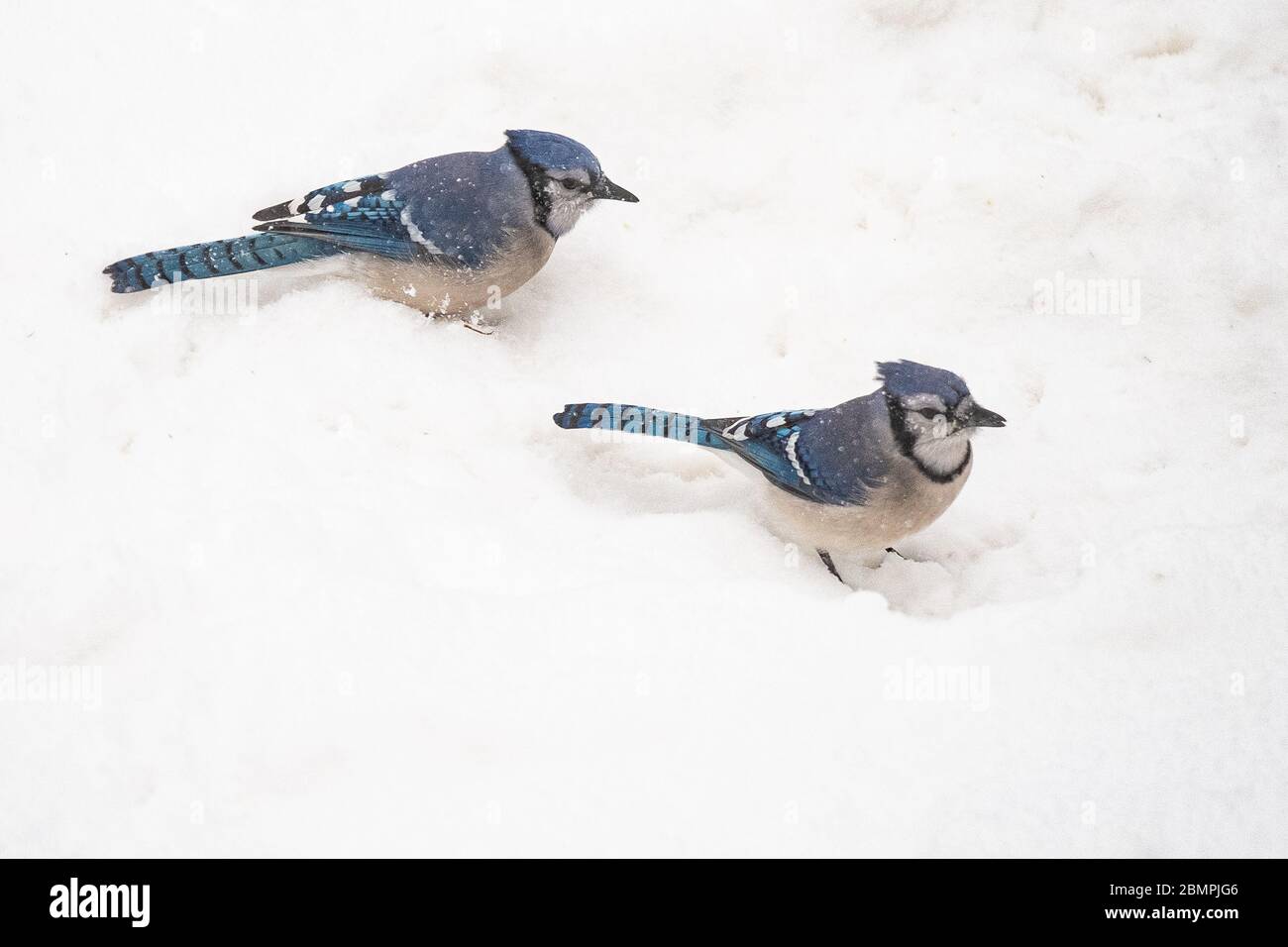 Zwei blaue Eichelhäher im Schnee Stockfoto