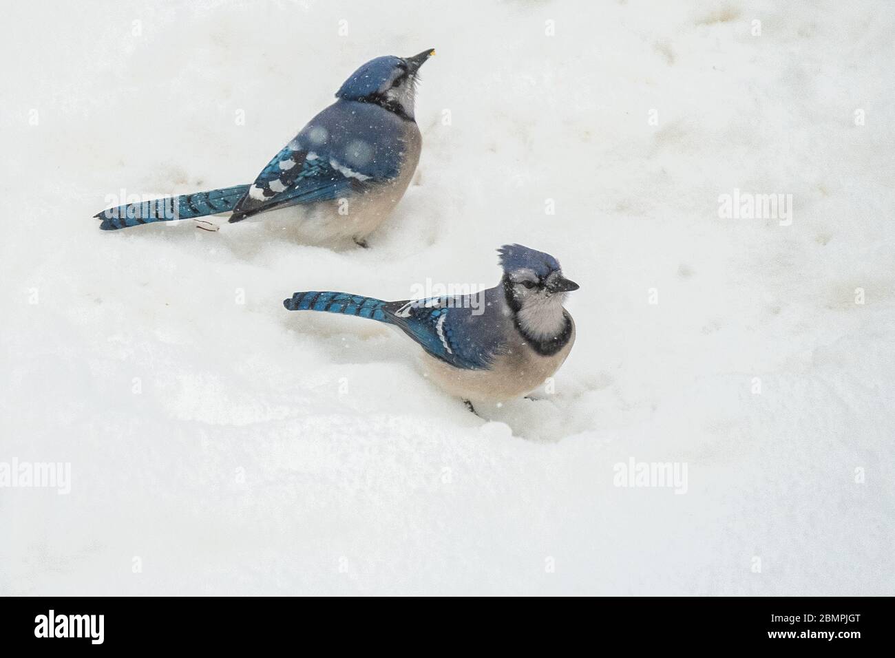 Zwei blaue Eichelhäher im Schnee Stockfoto