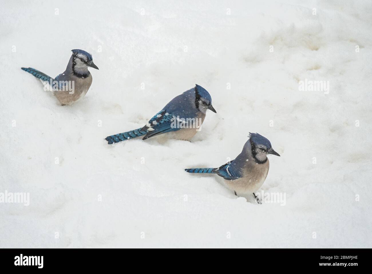Drei blaue Eichelhäher im Schnee Stockfoto
