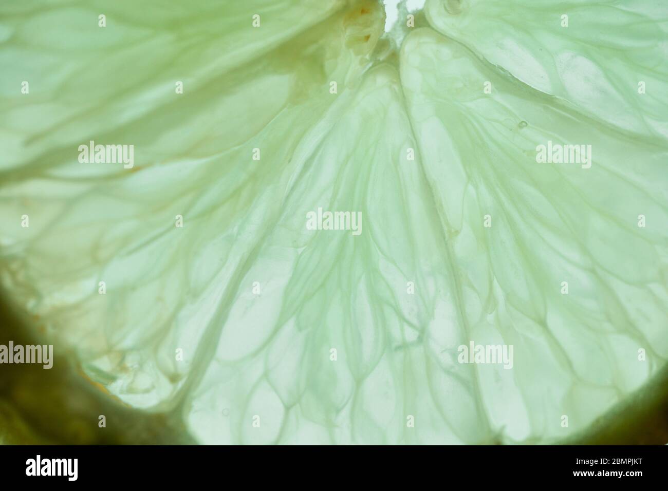 Makroaufnahme einer Kalkscheibe vor einem hellen weißen Hintergrund Stockfoto