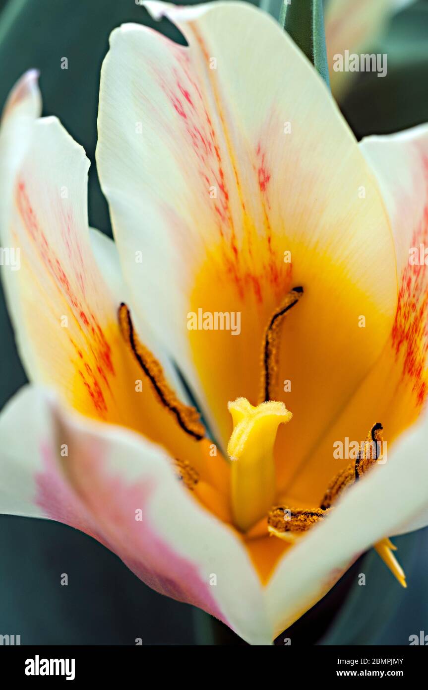 Nahaufnahme von tulipa Quebec mit Stigma und Staubgefäßen. Eine einzige Art Schüssel förmigen Tulpe aus der Greigii Gruppe von Tulpen Division 14 Stockfoto