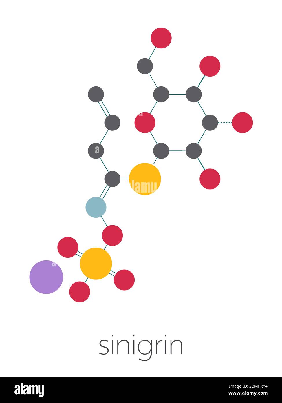 Sinigrin-Glucosinolat-Molekül. In einigen Kreuzblütler (Rosenkohl, Brokkoli, schwarzer Senf, etc.). Stilisierte Skelettformel (chemische Struktur): Atome werden als farbcodierte Kreise dargestellt: Wasserstoff (versteckt), Kohlenstoff (grau), Sauerstoff (rot), Stickstoff (blau), Schwefel (gelb). Stockfoto