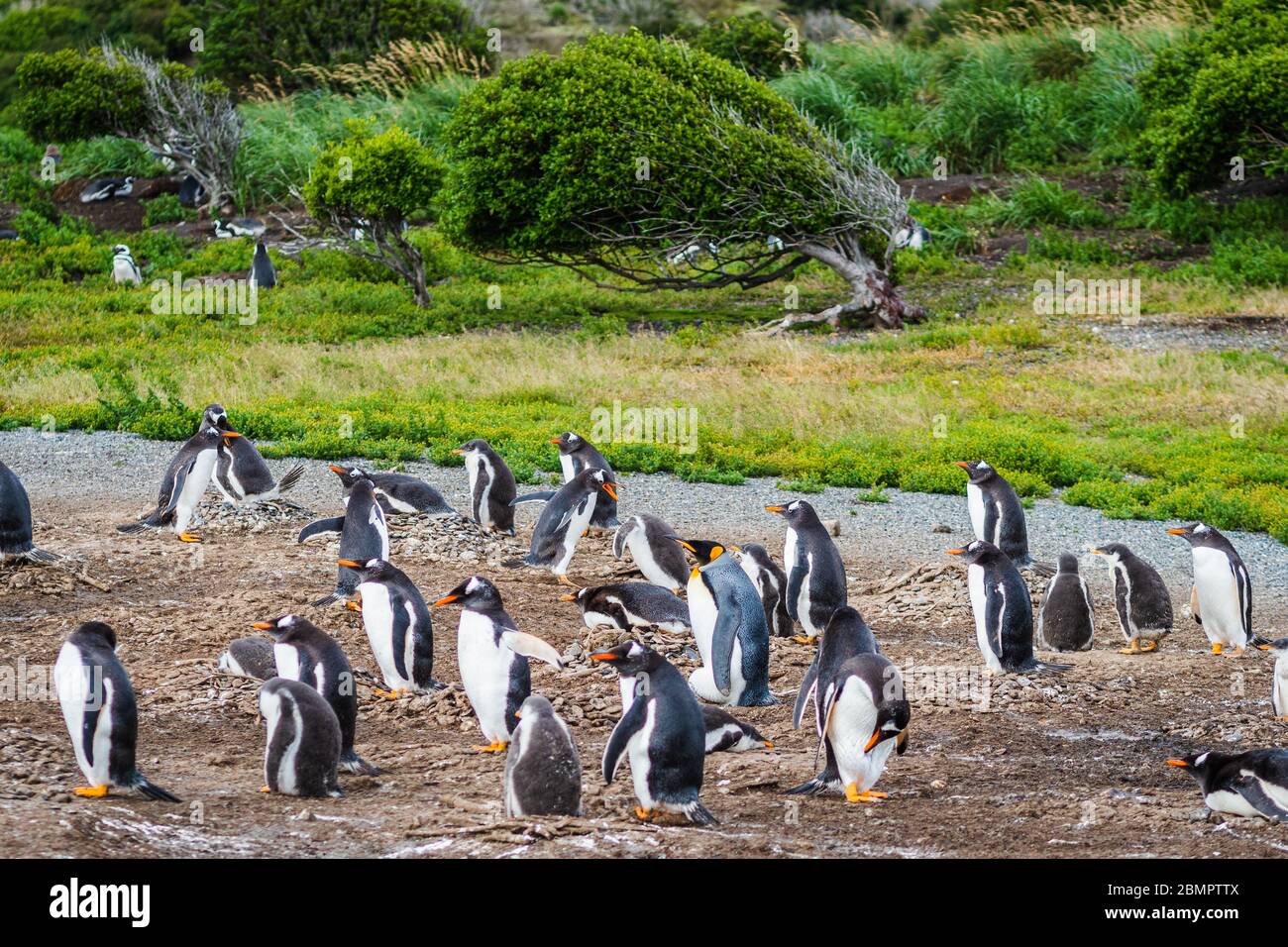 Gentoo Pinguin Kolonie auf der Insel Martillo auf dem Beagle Kanal in Ushuaia, Provinz Feuerland, Argentinien. Stockfoto