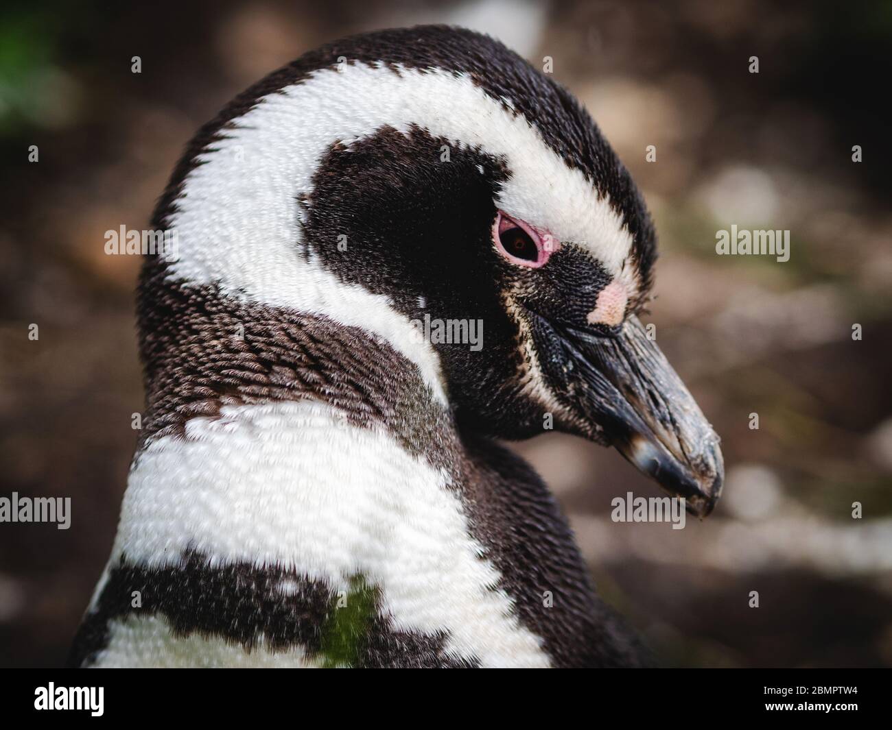 Nahaufnahme des Magellan-Pinguins auf der Insel Martillo im Beagle-Kanal, Ushuaia, Provinz Feuerland, Argentinien. Stockfoto