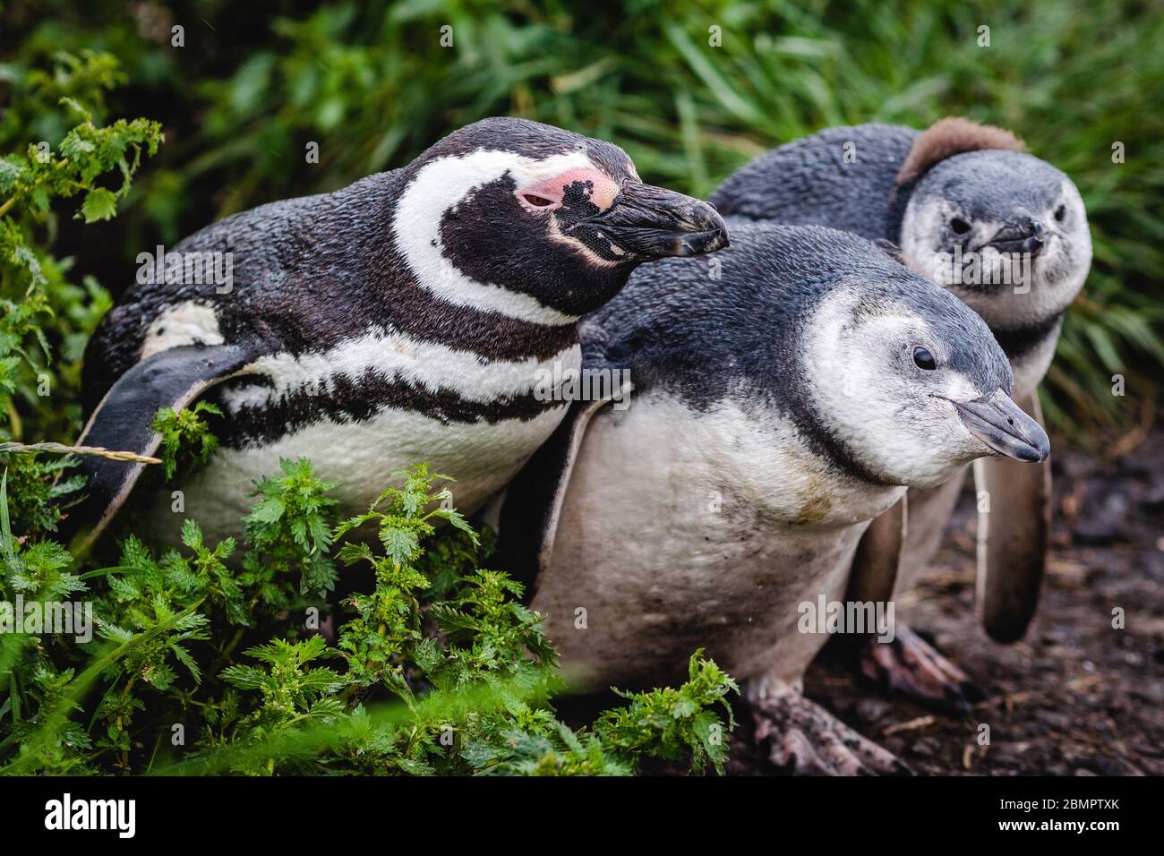 Magellan-Pinguine auf der Insel Martillo, Ushuaia, Provinz Feuerland, Argentinien. Stockfoto