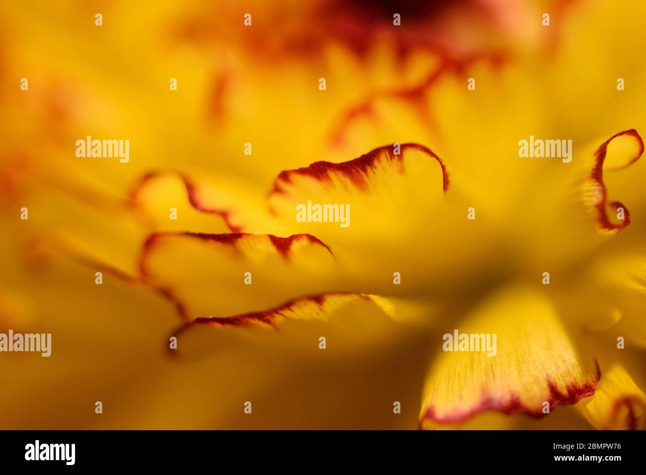 Gelbe Blume, Blütenblätter mit rotem Rand, Detailansicht, Deutschland Stockfoto