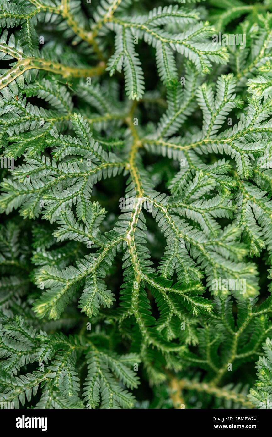 Moos, Detailansicht, grüne Blätter, Botanischer Garten Berlin, Berlin, Deutschland Stockfoto