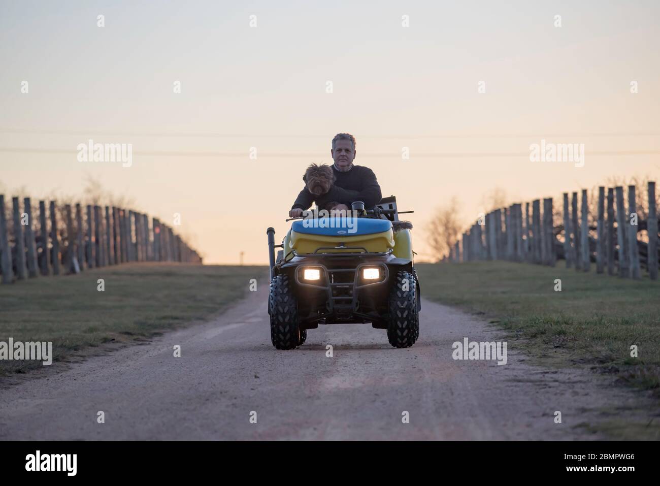 Ein Mann und sein Hund, mit dem Quad Fahrrad in einen Weinberg in der Dämmerung, Sonnenuntergang im westlichen NSW, Australien Stockfoto