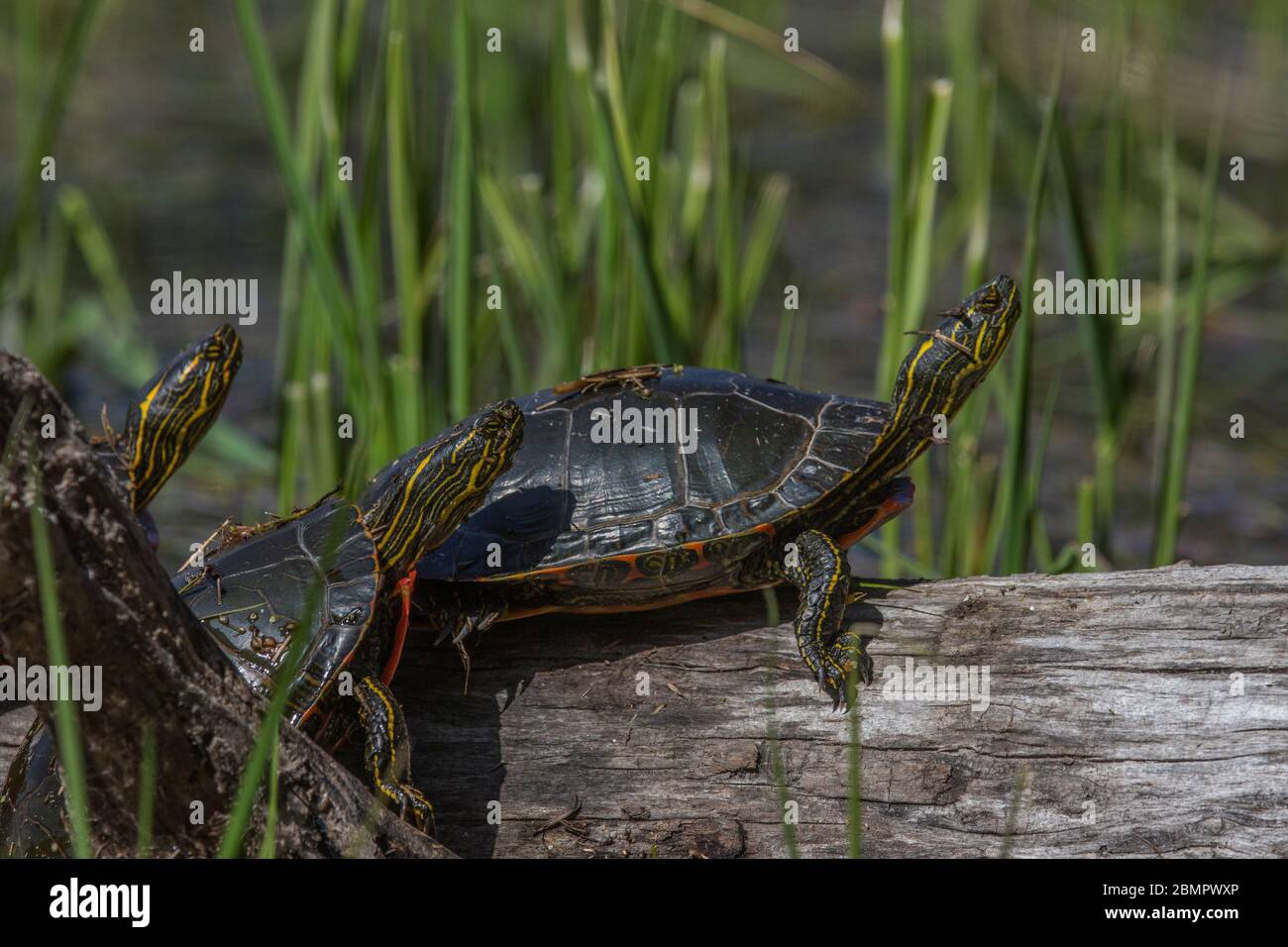 WESTERN Painted Turtle (Chrysemys picta) Klettern & Sonnen auf Holz, zum Aufwärmen, kleine slough, in seinem natürlichen Lebensraum. Cranbrook, BC. Stockfoto