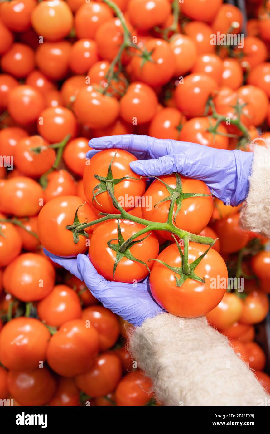 Frau Hände in medizinischen Gummihandschuhe wählt rote reife Tomaten auf einem Zweig im Supermarkt, vertikal. Schutzmaßnahmen gegen die Pandemie des Coronavirus, c Stockfoto