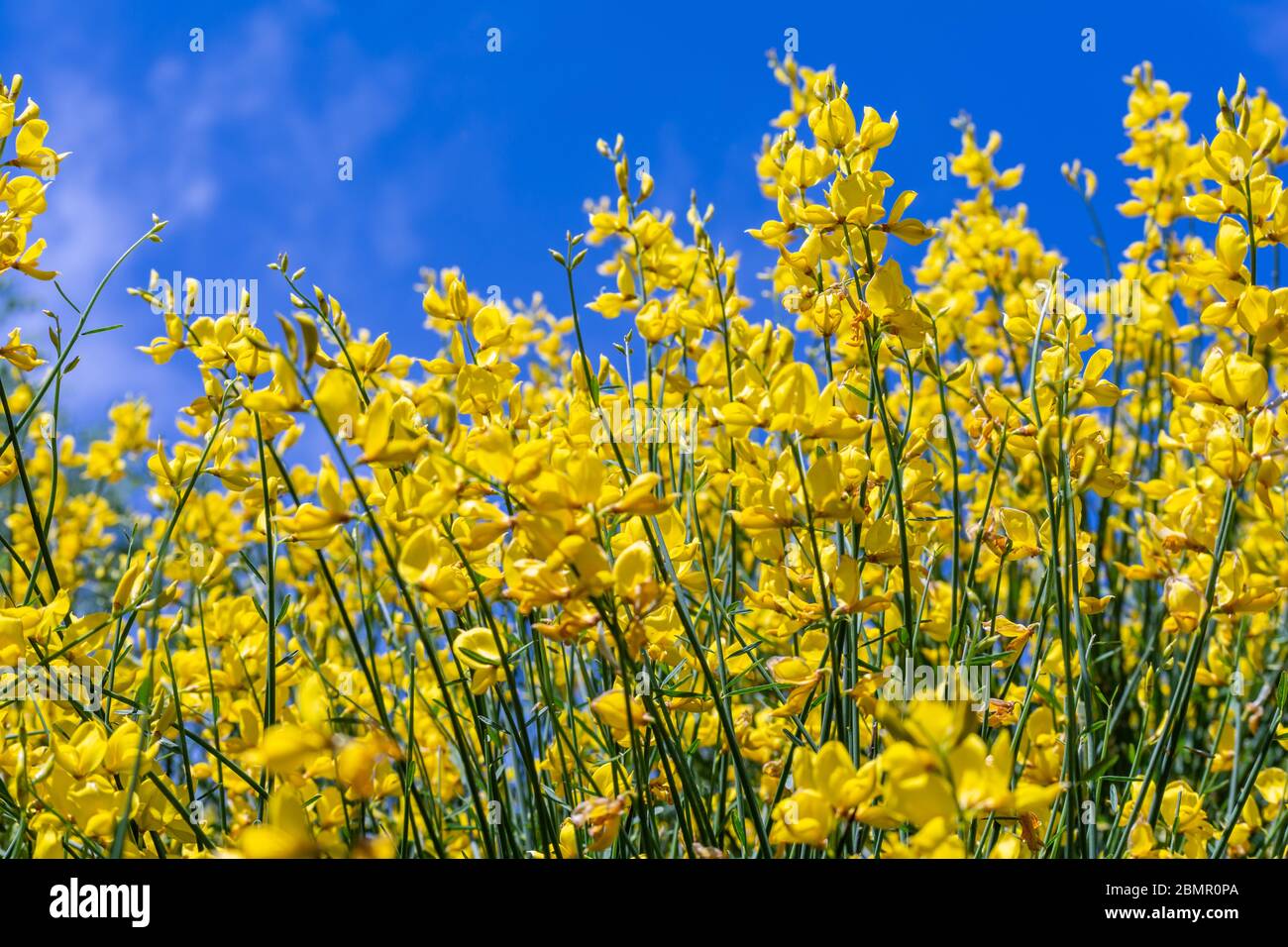 Spanische Besenblume, Spartium junceum Stockfoto