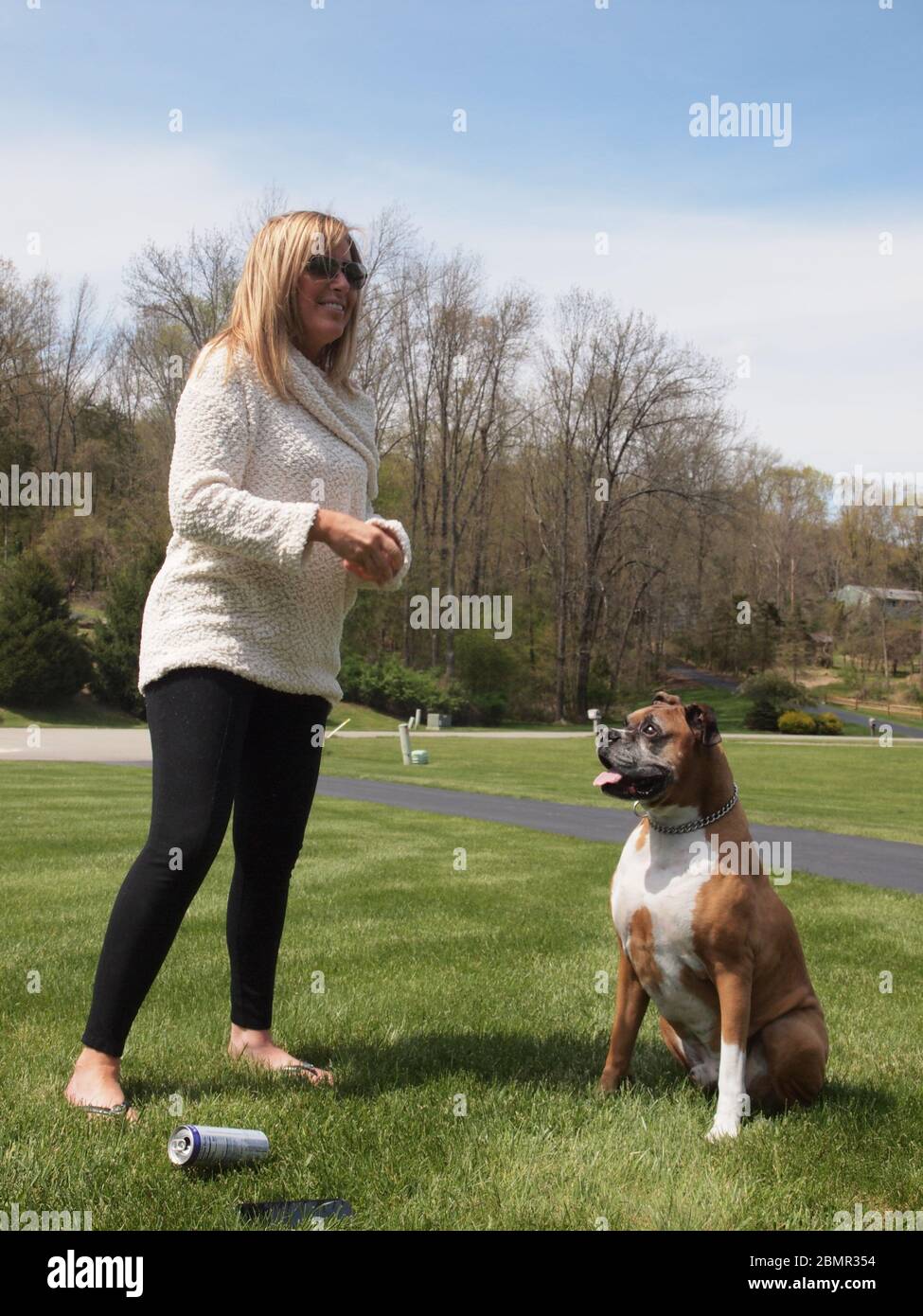 Ein großer Boxer sitzt warten, mit von seinem Besitzer während eines  schönen Frühlingstag in New Jersey gespielt werden. Er starrt und wartet  darauf, dass sein Besitzer es anerkennt Stockfotografie - Alamy