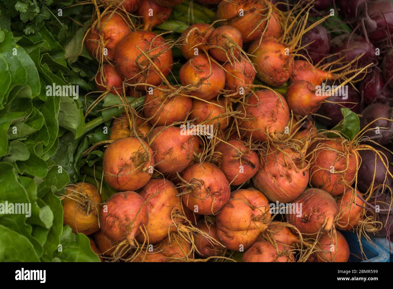 Hintergrund der Beetroots-Textur. Nahaufnahme von frischem Rüben-Gemüse Stockfoto