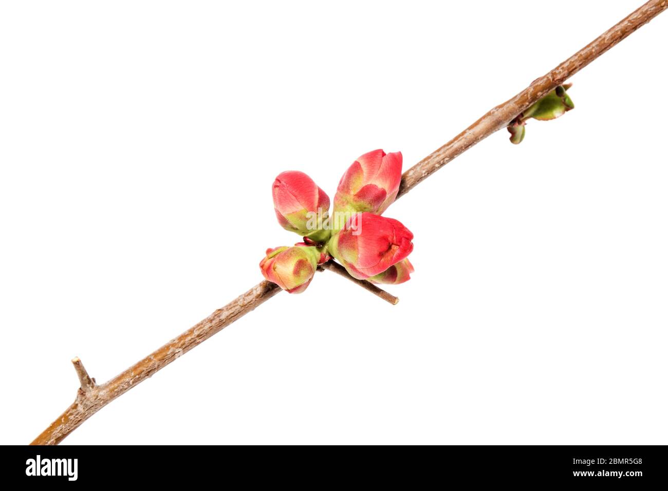 Ungeöffnete Knospen von blühendem Quitte (Chaenomeles speciosa) Stockfoto