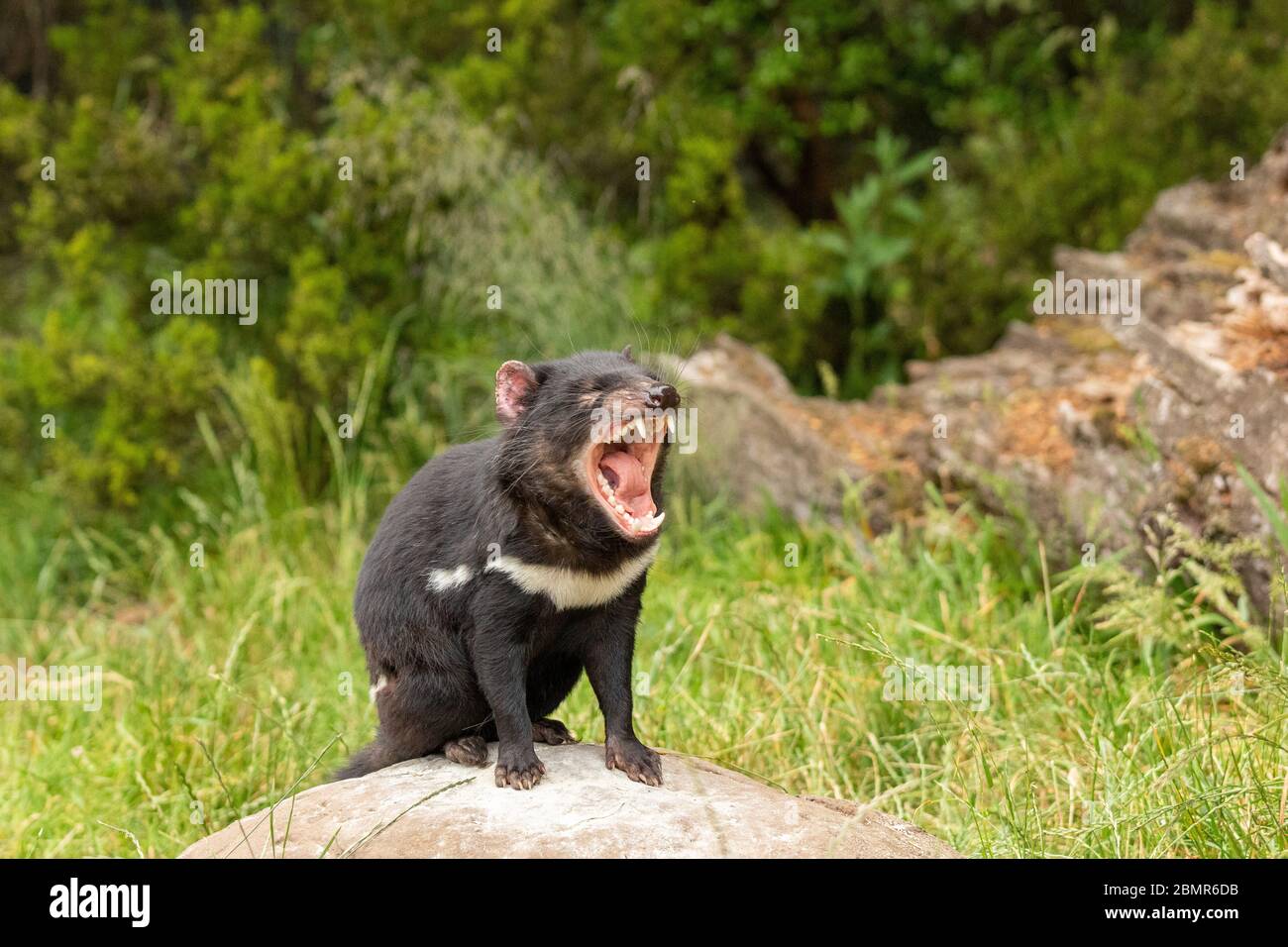 Ein tasmanischer Teufel mit weit geöffnetem Mund Stockfoto