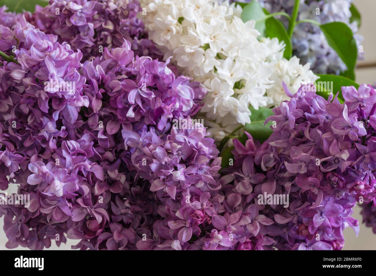 Lila lila Liliazenblüten dicht auf. Geblümter Hintergrund mit Frühlingsblume in modernen violetten violetten Tönen mit Weiß Stockfoto