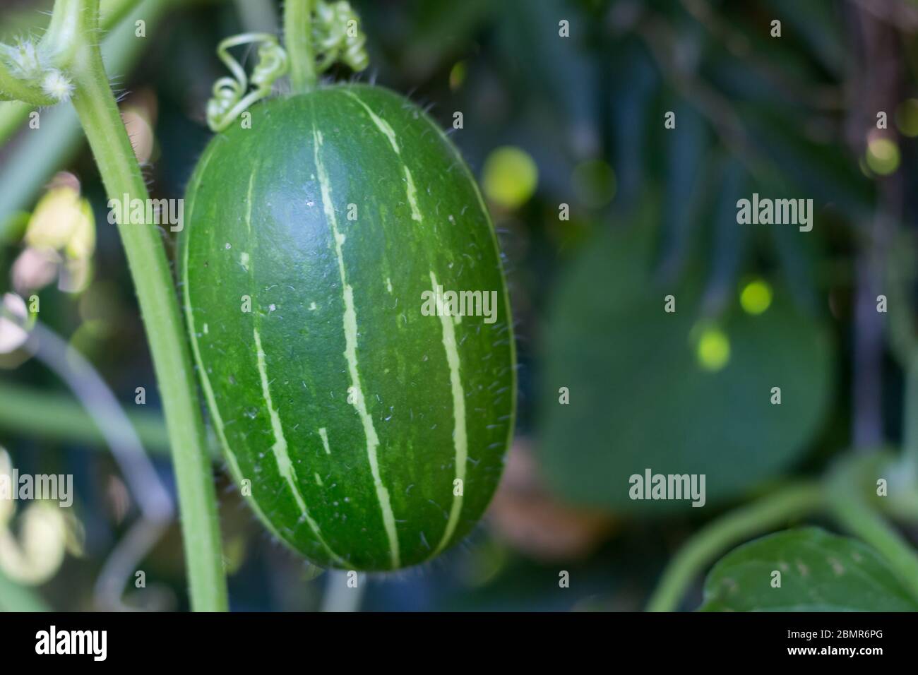 cucurbita maxima Unterart andreana, ungenießbarer Wildkürbis aus Südamerika Stockfoto