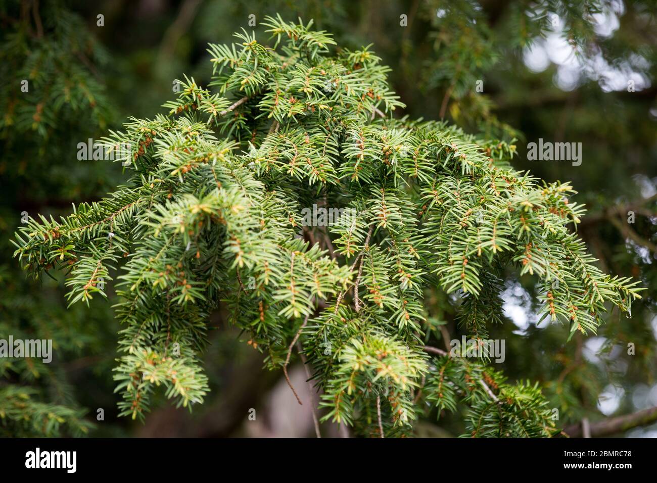 Neue Nadeln sind auf der Eibe "Henryk" (auf Polnisch: CIS Henryk) in  Henrykow Lubanski zu sehen.EINE Eibe "Henryk" ist ein Baum der Art Taxus  baccata, der lteste Baum in Polen. In der