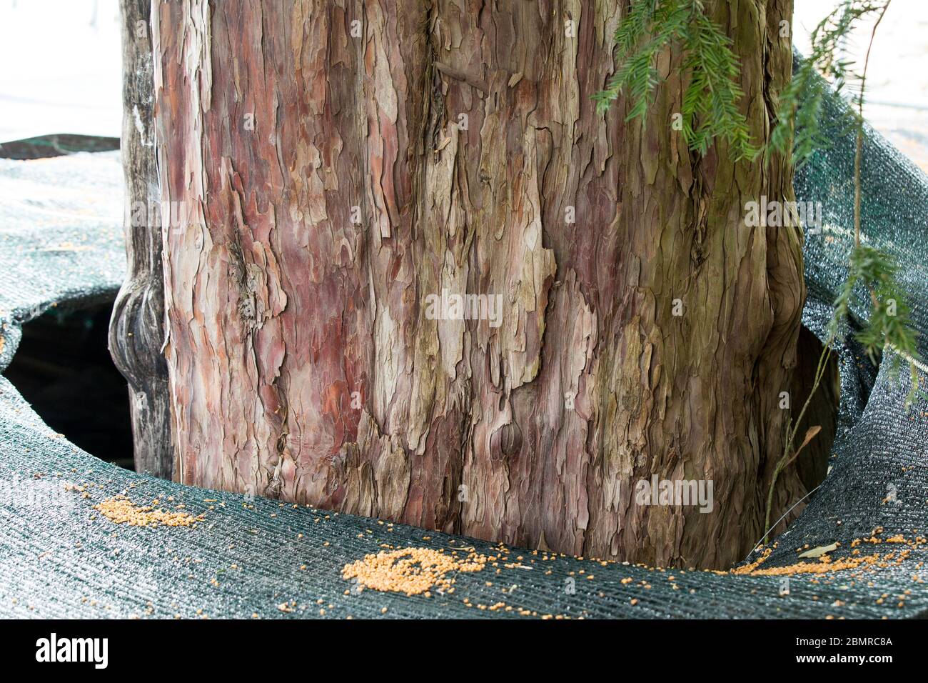 Eine Eibe "Henryk" (polnisch: CIS Henryk) mit einer besonderen  Schutzstruktur in Henrykow Lubanski.EINE Eibe "Henryk" ist ein Baum der Art  Taxus baccata, der lteste Baum in Polen. In der Literatur wird sein